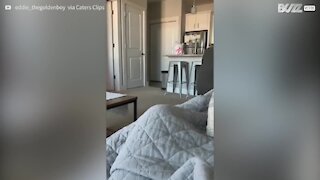 Un chien énergique réveille son propriétaire à sa façon!