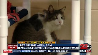 Pet of the Week: Meet Samuel