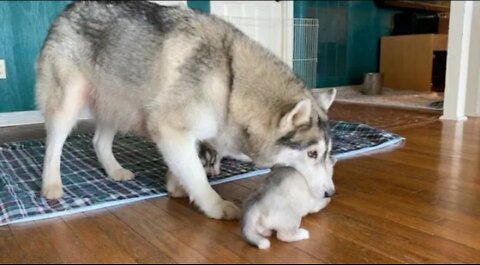 Husky carries baby puppies in her mouth