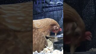 Cutest broody hen enjoying her food with her babies warm underneath 💕