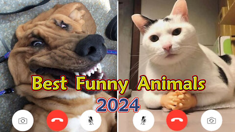 Best Funny Animal Videos of the year (2024), funniest animals ever. relax with cute animals video