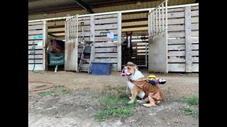 British Bulldog plays at being a horse