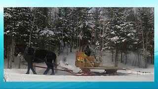 DRAFT HORSES Exercising On The Sled! [ Part 2 ]