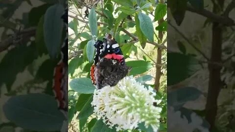 A Fantastic "Admiral" Butterfly