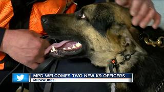 Milwaukee Police introduce new police dogs Brewer, Rocker