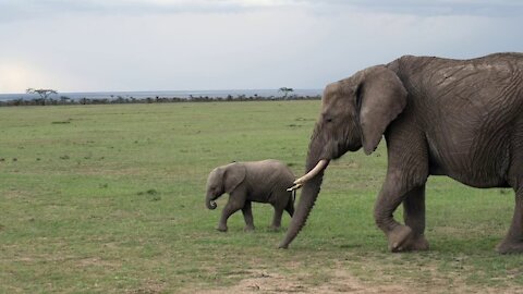 Cute Baby Elephant walking like a big Elephants.