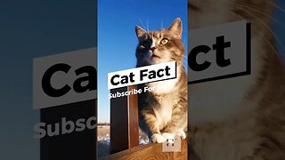 Cat Facts - You Don't Know😺#cats #catfancy #catlover #cat #catvideos #catsoftiktok #catsofinstagram