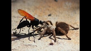 OUCH! 10 Things you need to know about the tarantula hawk wasp - ABC15 Digital