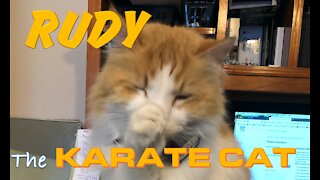 Rudy the KARATE CAT