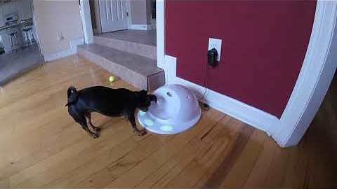Clever Puppy Loves Solving Puzzles For Treats