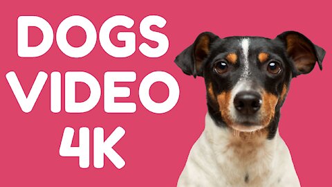 DOGS VIDEO 4K