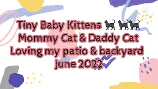 Tiny Baby Kittens, Mommy Cat, Daddy Cat Loving my Patio & Backyard