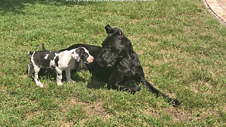 Adopted Great Dane's life is complete with new puppy