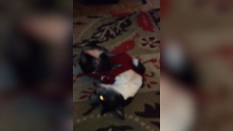 Cute Dog Loves To Hit The Dance Floor