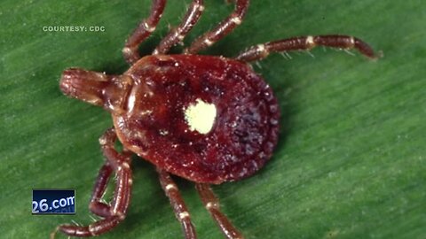 Expert warns of the 'lone star' tick in Wisconsin