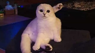 Curious cat pounces head-first into aquarium glass