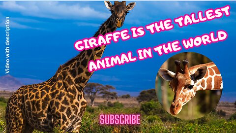 Giraffe is the tallest animal on earth.#giraffe