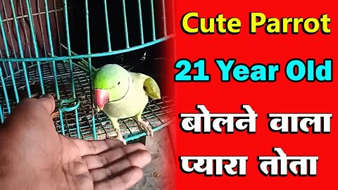 Cute Parrot New Video..Bat Karne Wala Tota