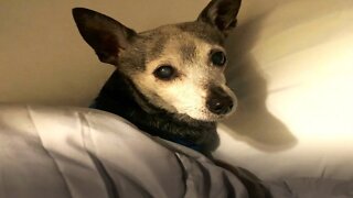 Senior Chihuahua Has An Adorable Bedtime Routine