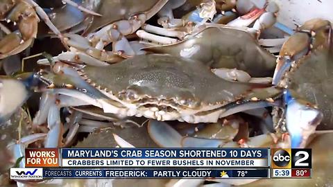 Decline in blue crab population leads to shorter crab season