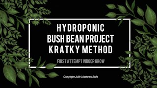 Indoor Hydroponic Bush Beans Project 1