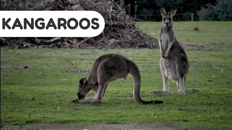 #kolinsky • Kangaroos Feeding on Grass