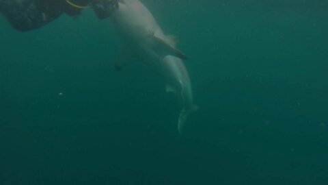 Big White Shark Warns Irresponsible Scuba Diver