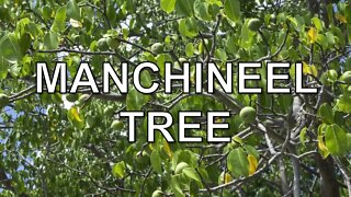 The most dangerous tree in the world (manchineel tree)