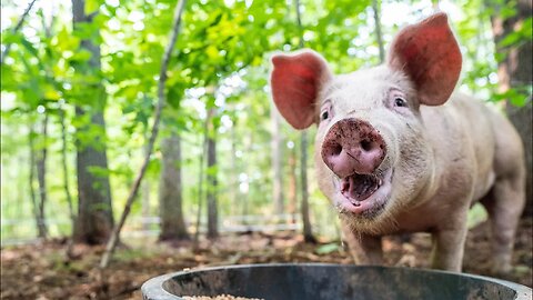 Can A Pig Thrive On A Diet Of Garbage?