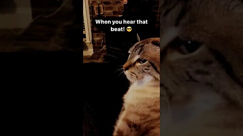 Cat love to hear the beat #ytshorts #shortsfeed #shortsvideo #catshorts #cats #catslover #tiktok