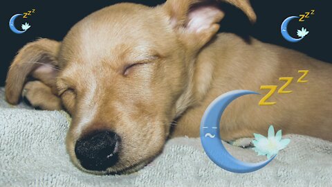 Sleeping dogs - Cute dogs sleeping - Satisfactory Video