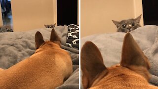 Cat Absolutely Bewildered By New Dog Addition