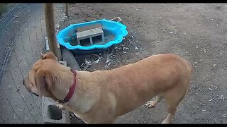 Farm surveillance. Watch dog on duty