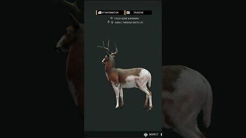 Gold 🟡 PIEBALD Swamp 🦌 Whitetail! - theHunter: Call of the Wild #shorts