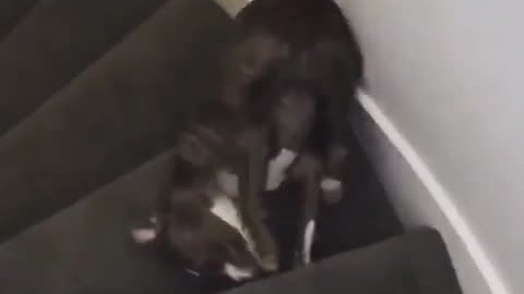 Dog struggles to figure out the concept of stairs