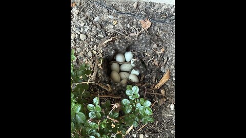 Mallard Duck building her nest