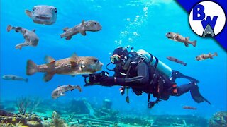 SWARMED by Porcupinefish!