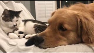 犬と猫のかわいらしい友情