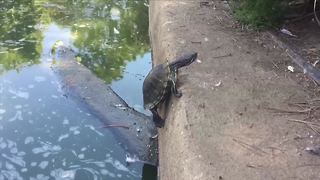 Turtle Tries To Climb Out Of Water (surprisingly suspenseful, LOL!)