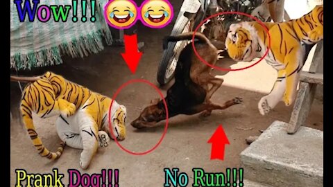 Wow must watch funny tiger prank to dog!2021