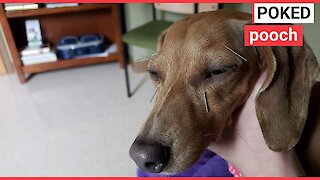 Pampered pooch who has ACUPUNCTURE
