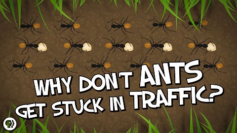 Why Don't Ants Get Stuck in Traffic