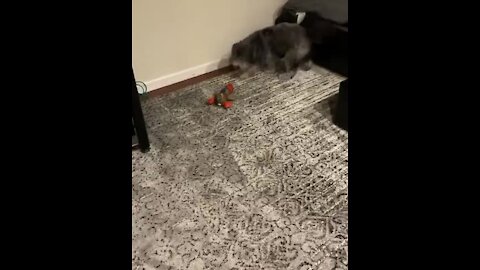 Blind dog uses his other senses to play fetch