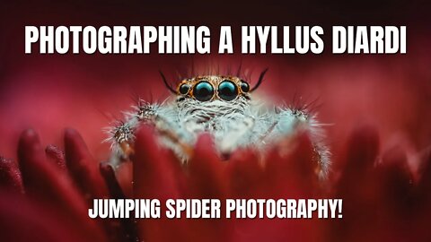 Photographing a Hyllus Diardi Jumping Spider - Macro Photography