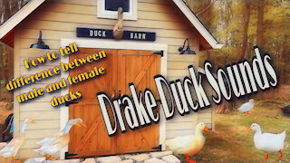 How to tell the difference between male and female ducks / drake duck sounds