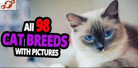 🐈 All Cat Breeds A-Z With Pictures! (all 98 breeds in the world)