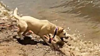 Energetic dog tries to bite waves