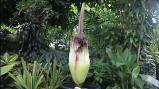 Corpse flower blooms at Mitchell Park Domes