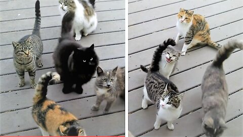 Every day. Every. Darn. Day.funny cat videos