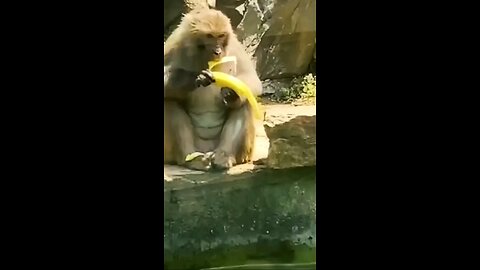 Monkey loosing banana